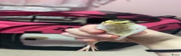 Mixed Breed birds for sale: 2 Chinese painted quails  in Stoke-on-Trent - Advert 3