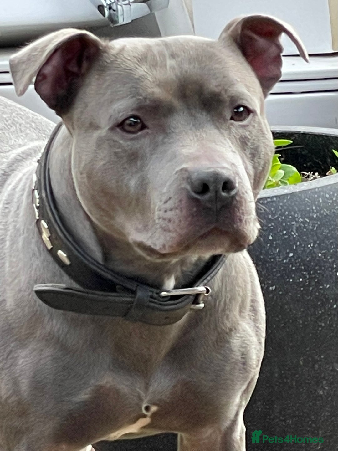 Staffordshire Bull Terrier dogs for stud: STUD…. Blue Siras champion bloodlines  in Stroud - Image 2