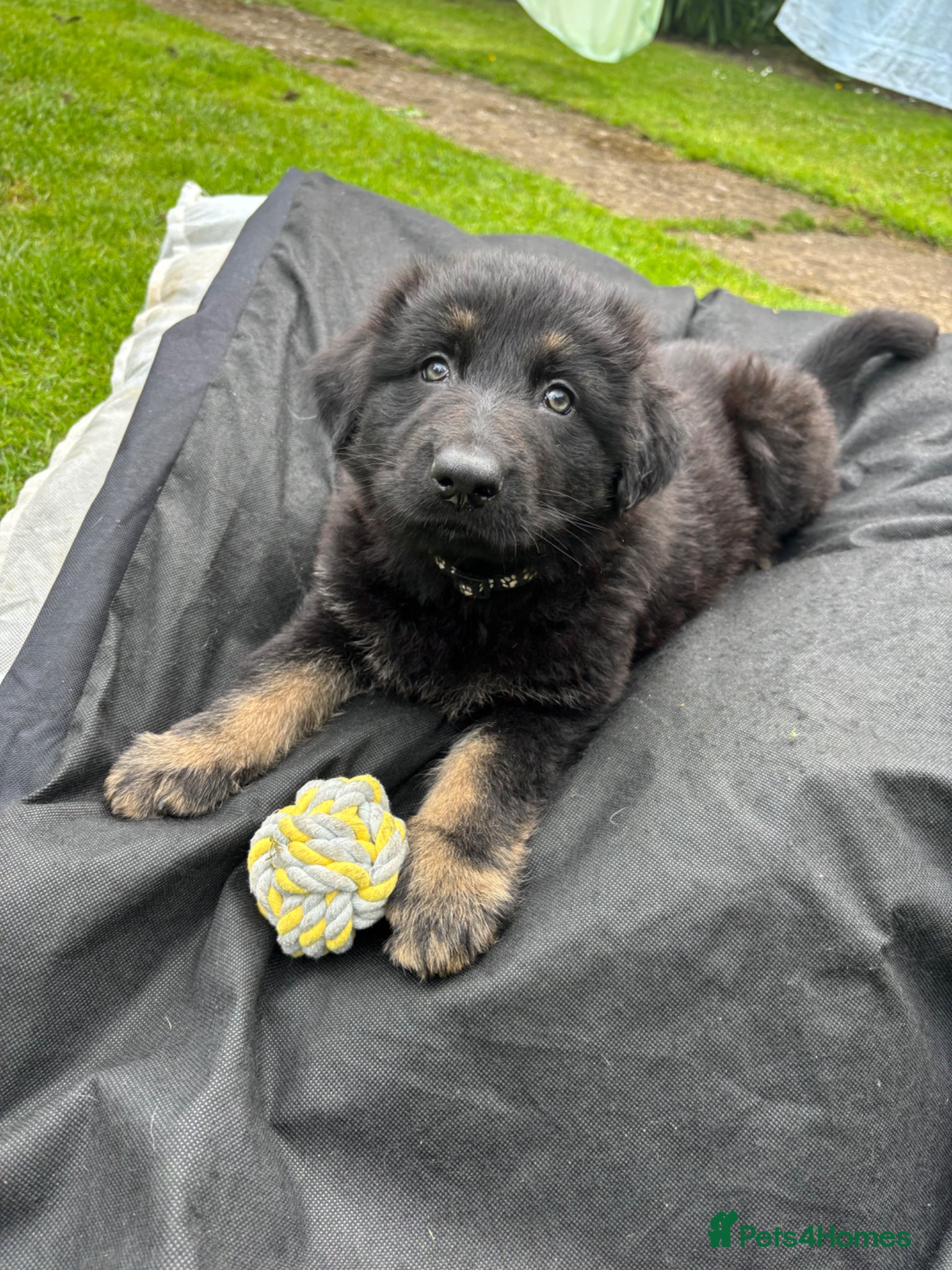 German Shepherd dogs Last 2 remaining German shepherd puppies.  - Advert 3