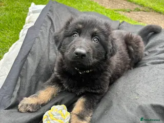 German Shepherd dogs Last 2 remaining German shepherd puppies. - Advert 3
