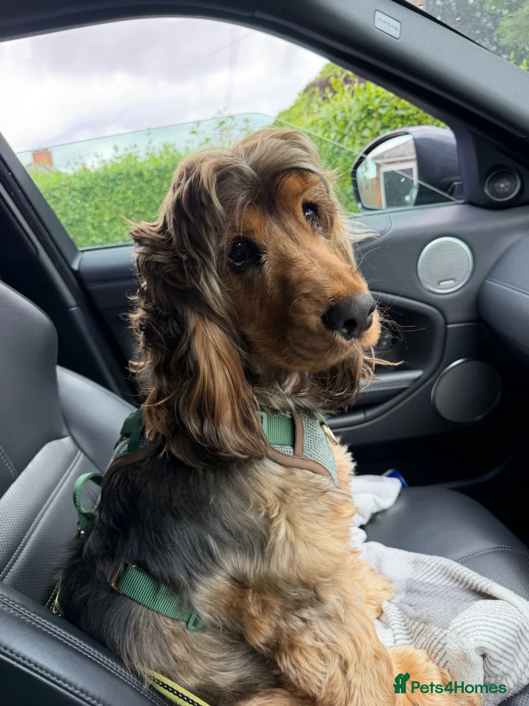 Cocker Spaniel dogs for sale: 13months old cocker spaniel male  in Stoke-on-Trent - Advert 2