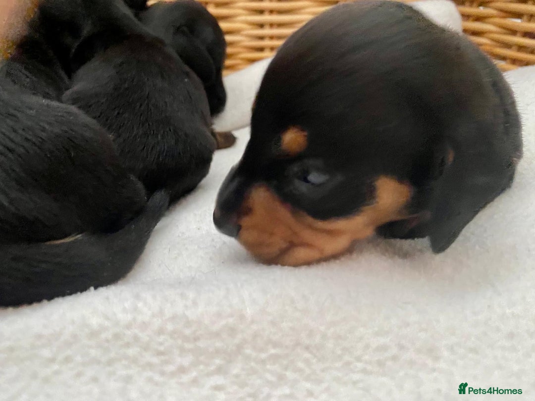 Dachshund dogs for sale: Sausage dachshund puppies  - Image 7