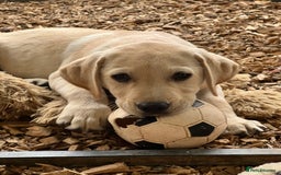 Labrador Retriever dogs for sale: Labrador Pups Chunky traditional type 1 girl left in Barrow-upon-Humber - Image 36