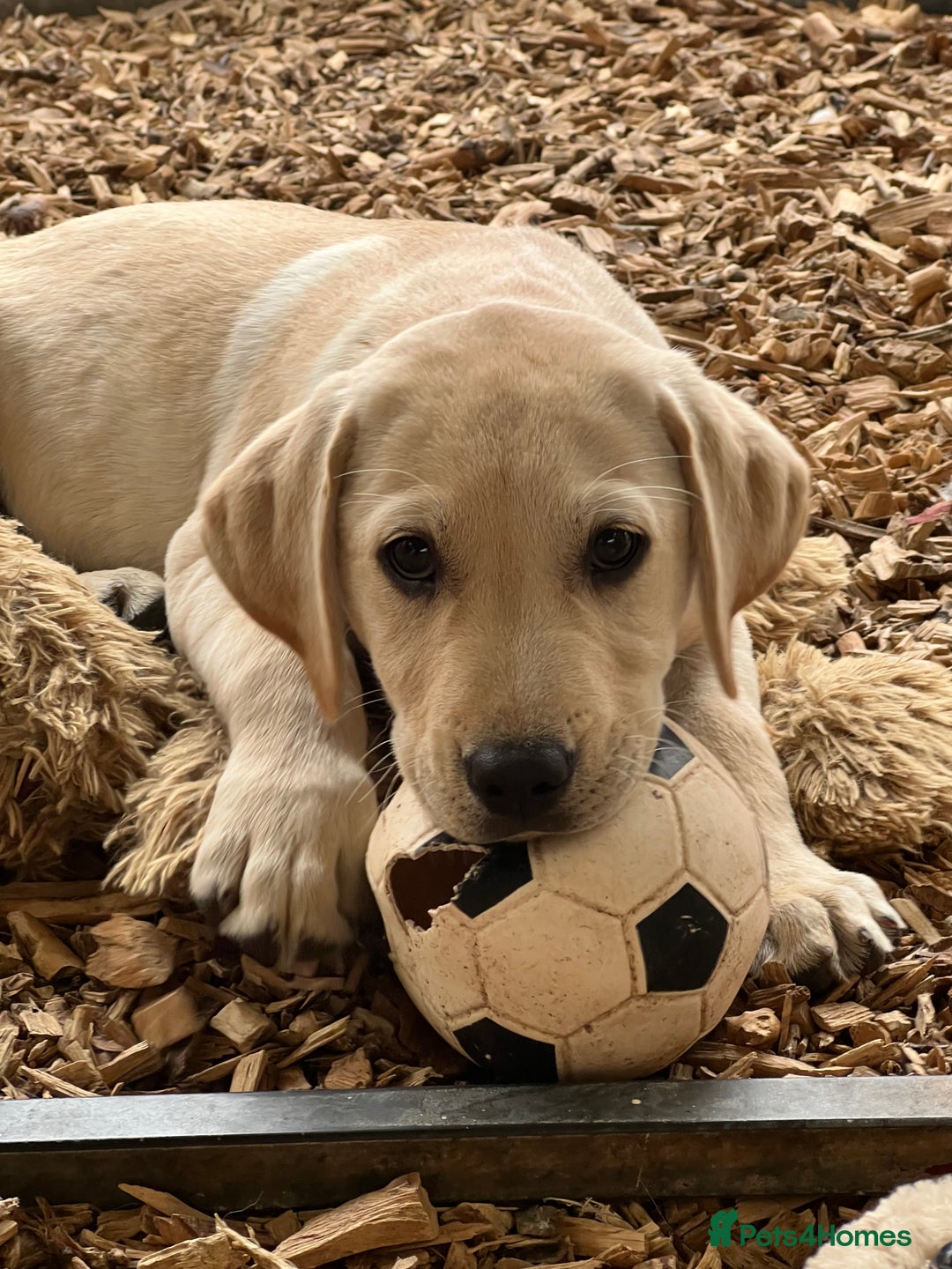 Labrador Retriever dogs for sale: Labrador Pups Chunky traditional type 1 girl left in Barrow-upon-Humber - Image 36