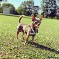 Chihuahua dogs for stud: 🏆⭐️Our SUPER STUD Duke, is just that⭐️🏆 in Hornchurch - Advert 2