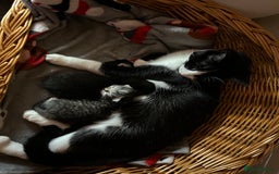 Mixed Breed cats for sale: Gorgeous kittens  - Advert 5