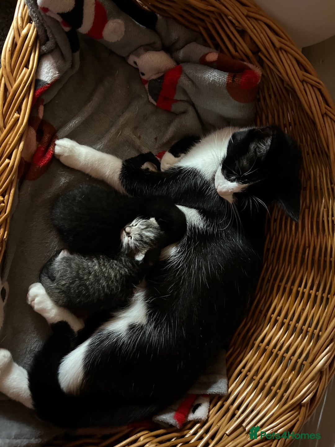 Mixed Breed cats for sale: Gorgeous kittens  - Advert 5