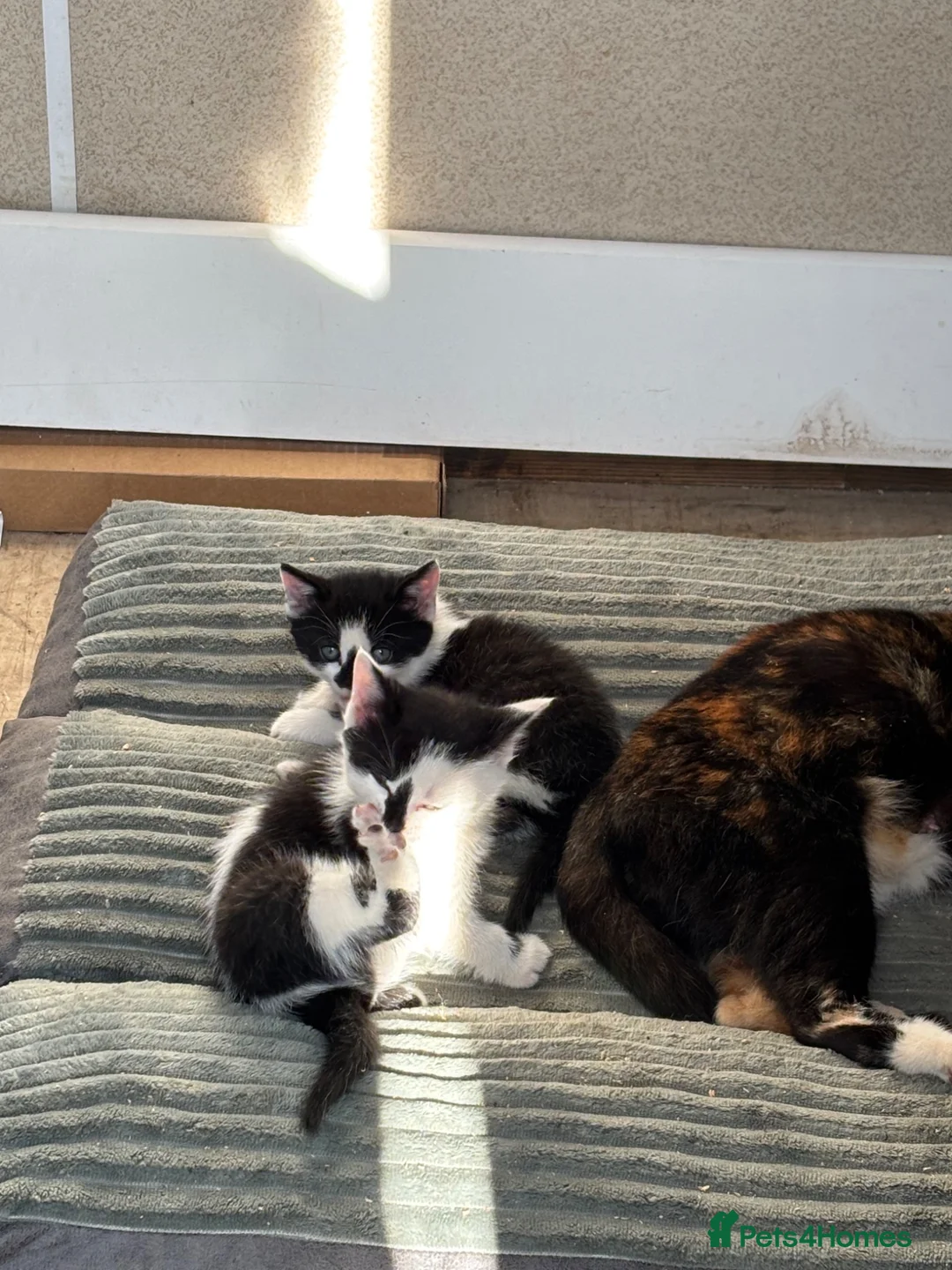 British Shorthair cats for sale: Kittens  in Carmarthen - Advert 4