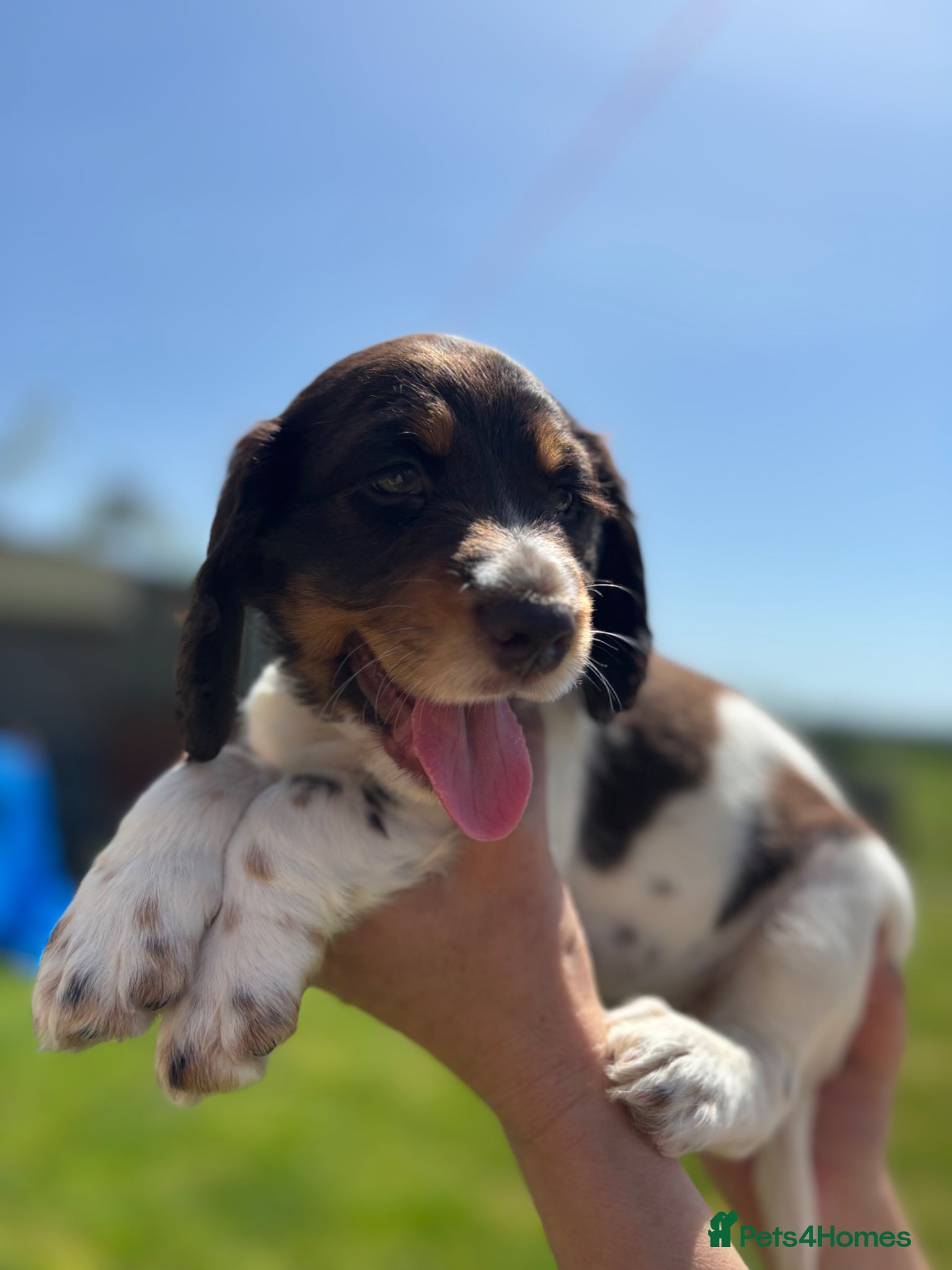 Cocker Spaniel dogs Cocker spaniel  - Advert 18