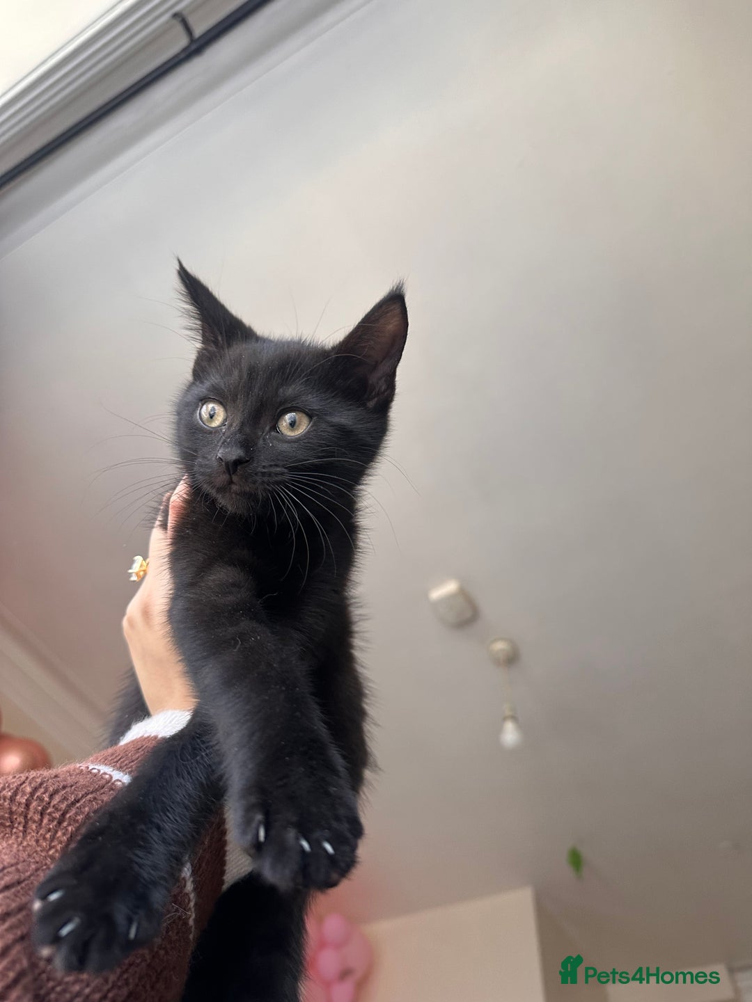 Mixed Breed cats for sale: Mother & Son  - Advert 4