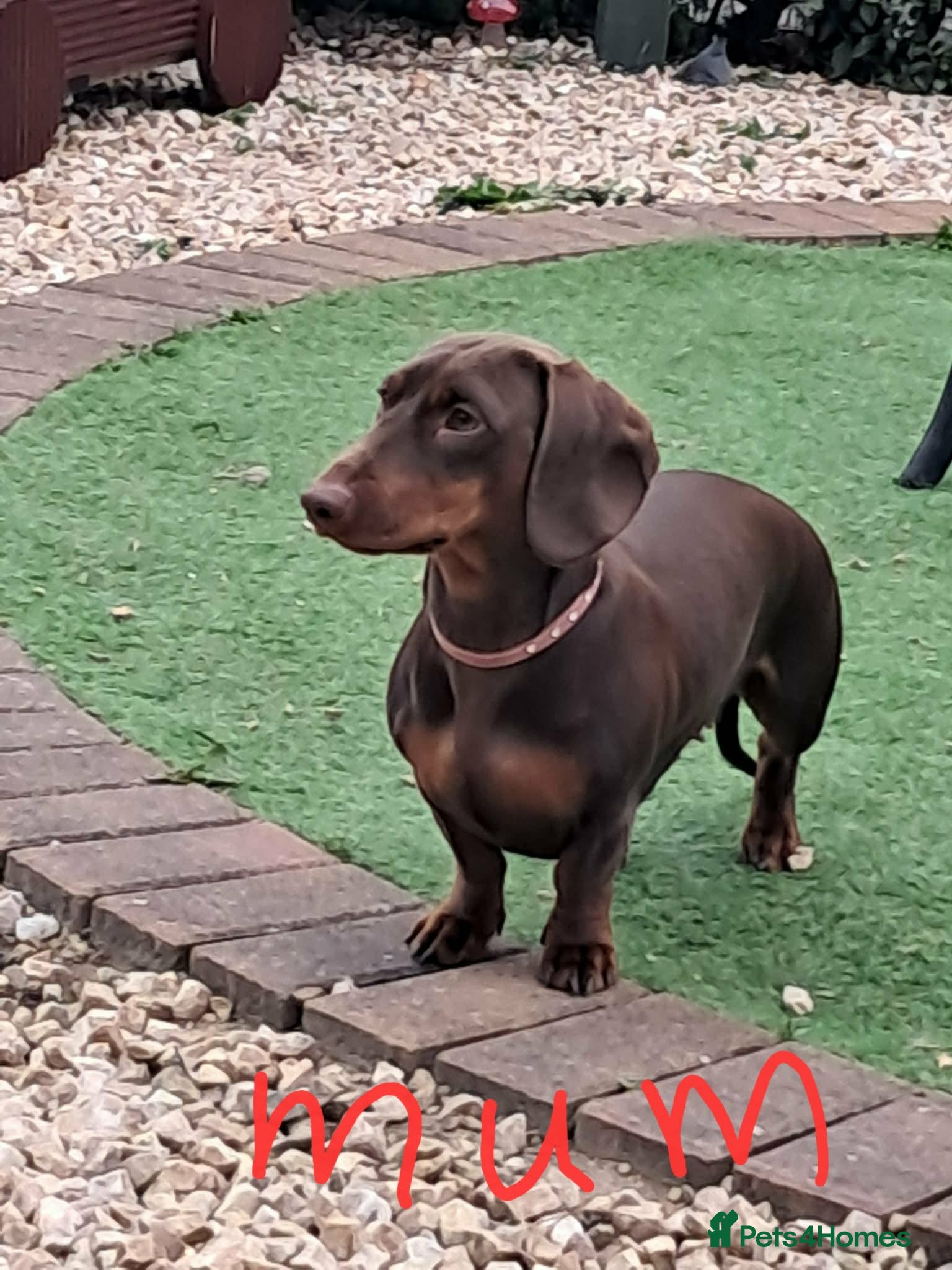 Dachshund dogs Beautiful Dachshund Puppies - Advert 1