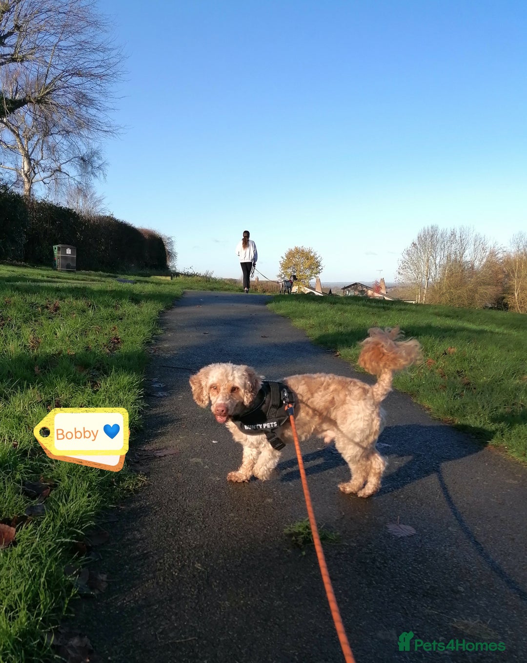 Cockapoo dogs for adoption: 💙🐶 BOBBY 🐶💙 - Advert 2