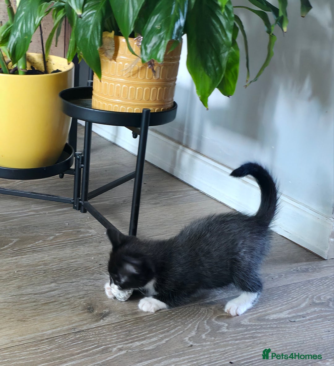 Ragdoll cats for sale: Ragdoll mix turkish angora - Image 7