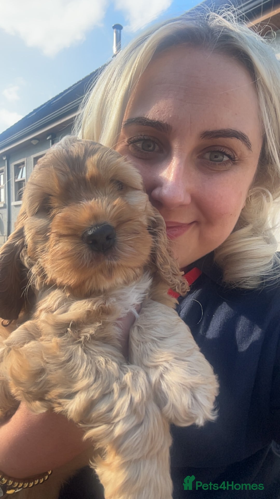 Cockapoo dogs for sale: Cockapoo Pups - Image 11