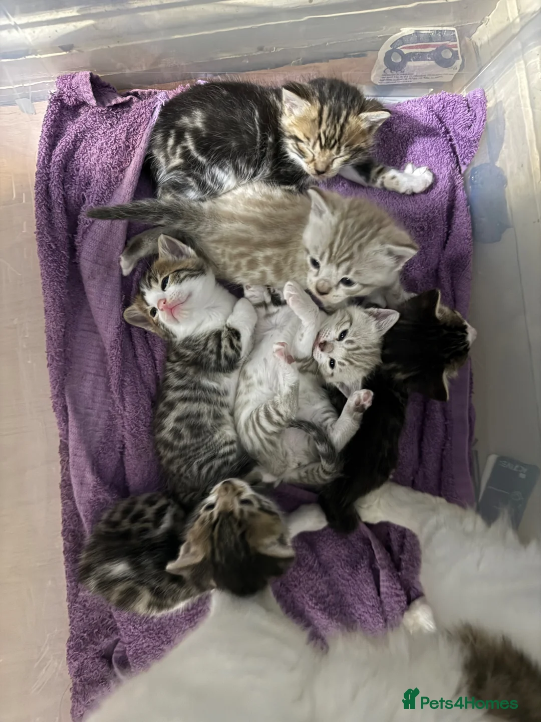 Mixed Breed cats for sale: 6 mixed kittens  - Advert 4