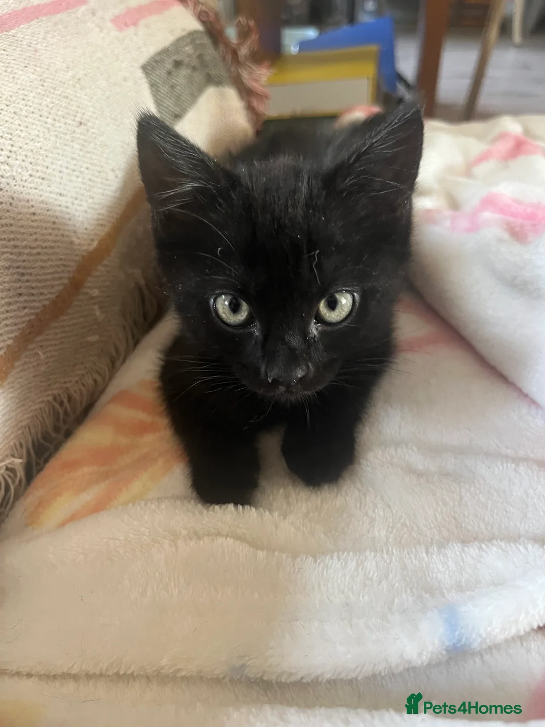 Mixed Breed cats for sale: Two beautiful black kittens  in Bracknell - Advert 2