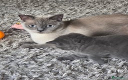 British Shorthair cats for sale: Beautiful BSH kittens looking for forever homes - Image 7