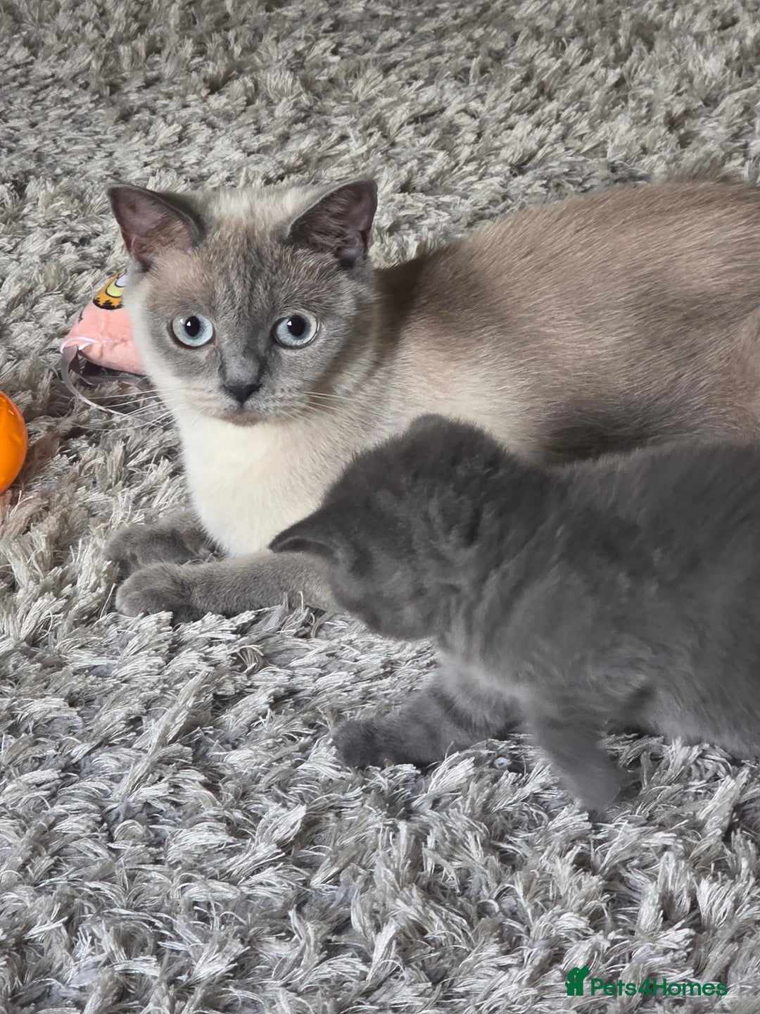 British Shorthair cats for sale: Beautiful BSH kittens looking for forever homes - Image 7