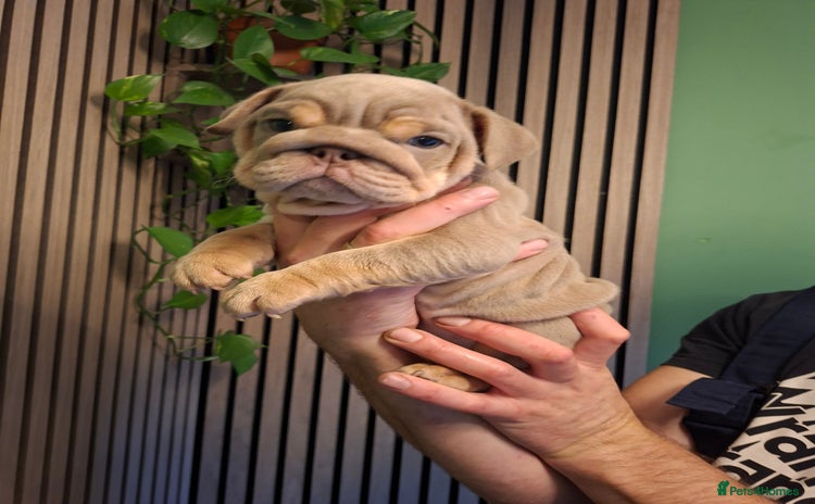 English Bulldog dogs - Advert 7