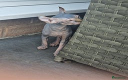 Sphynx cats for sale: Health checked fully vaccinated amazing kittens  - Image 27