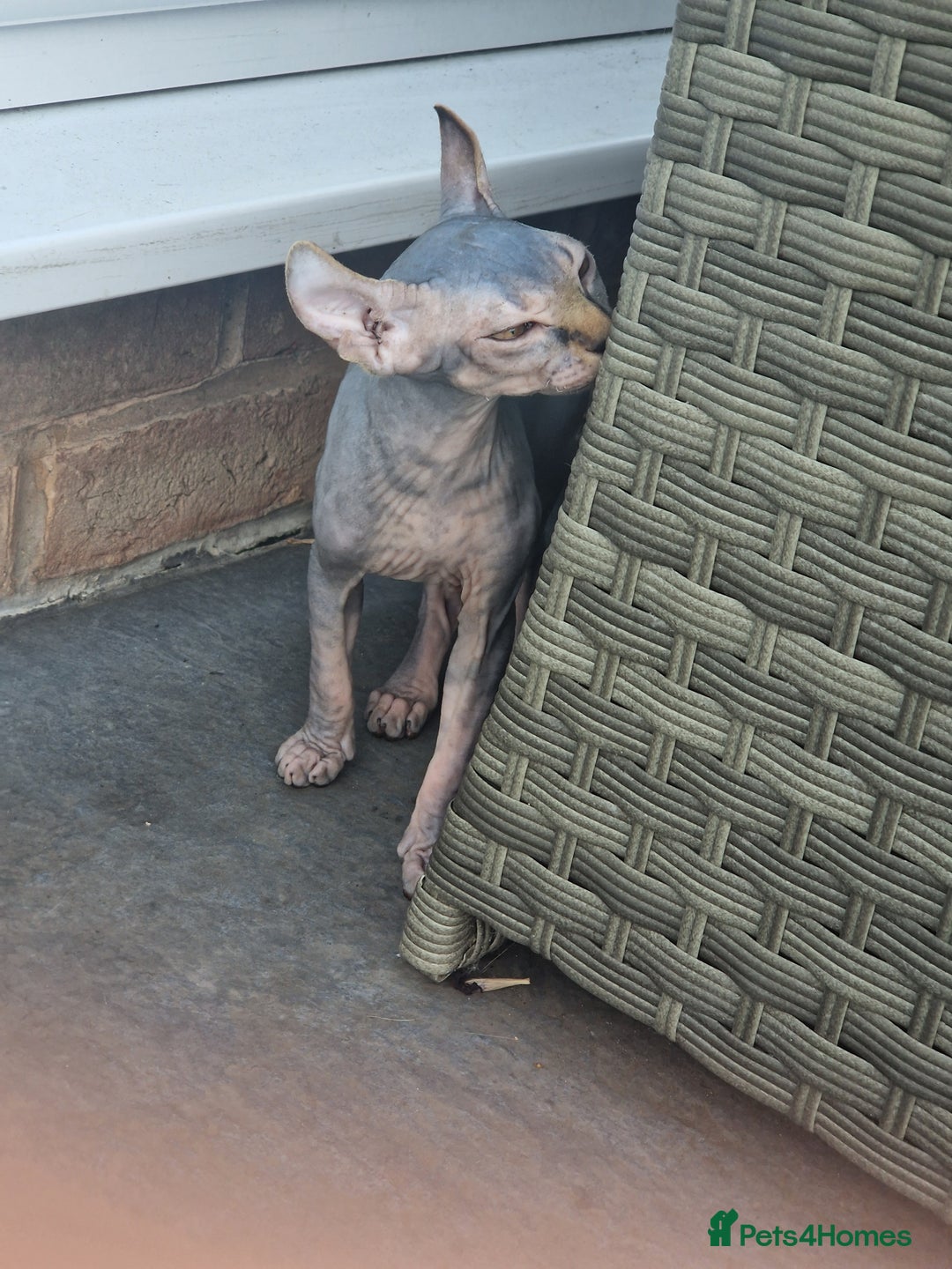 Sphynx cats for sale: Health checked fully vaccinated amazing kittens  - Image 27