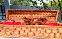 Cavalier King Charles Spaniel dogs for sale: Quality KC Health Tested Ruby CKCS Pups For  Sale - Image 17