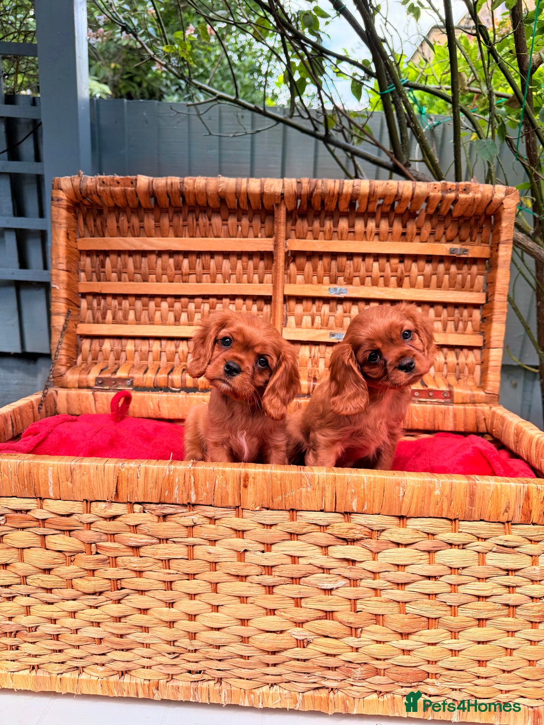 Cavalier King Charles Spaniel dogs for sale: Quality KC Health Tested Ruby CKCS Pups For  Sale - Image 17