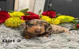Miniature Dachshund dogs for sale: ❤️ Beautiful Dapple Miniature Dachshund babies ❤️ - Image 9