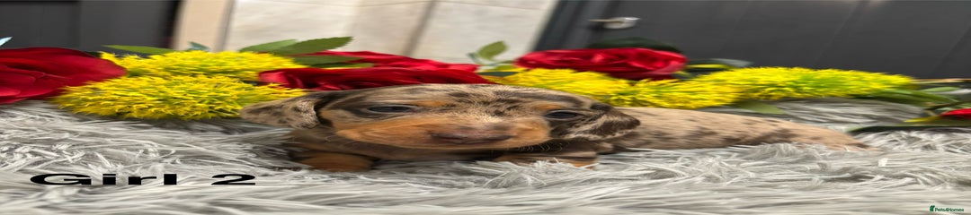 Gorgeous dapple girl 2