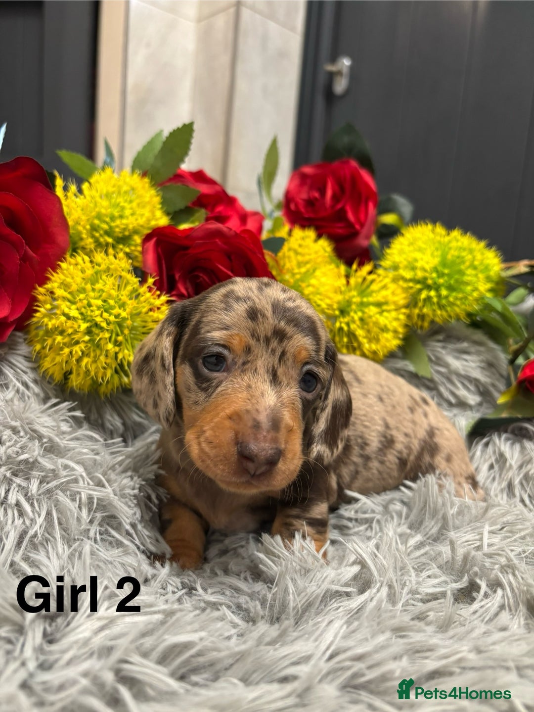 Miniature Dachshund dogs for sale: ❤️ Beautiful Dapple Miniature Dachshund babies ❤️ - Image 9