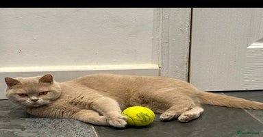 British Shorthair cats - Advert 5