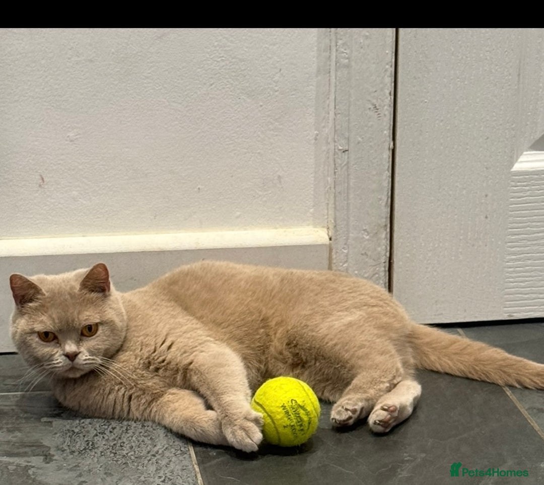 British Shorthair cats for sale: GCCF British Short Hair Fawn Queen 5 years old - Image 3