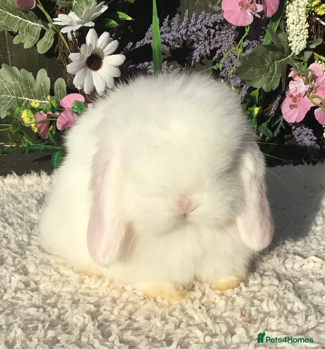 Mini Lop rabbits for sale: Mini lop buck - Advert 1