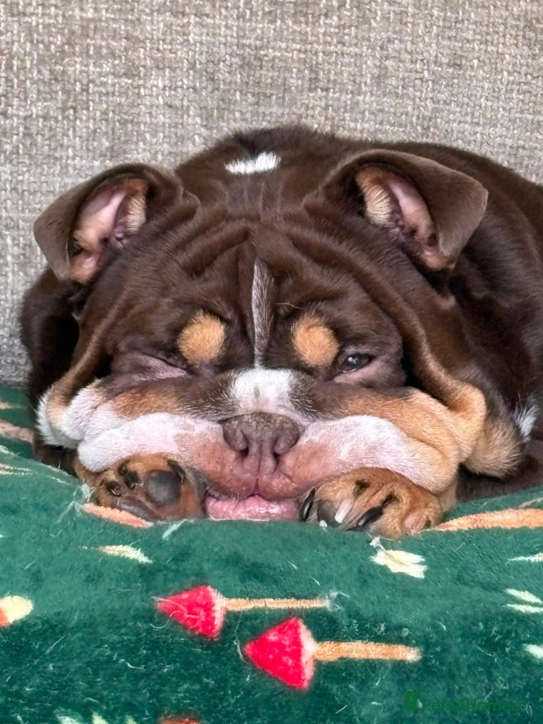 English Bulldog dogs for sale: Female English bulldog 2yr old  - Advert 4