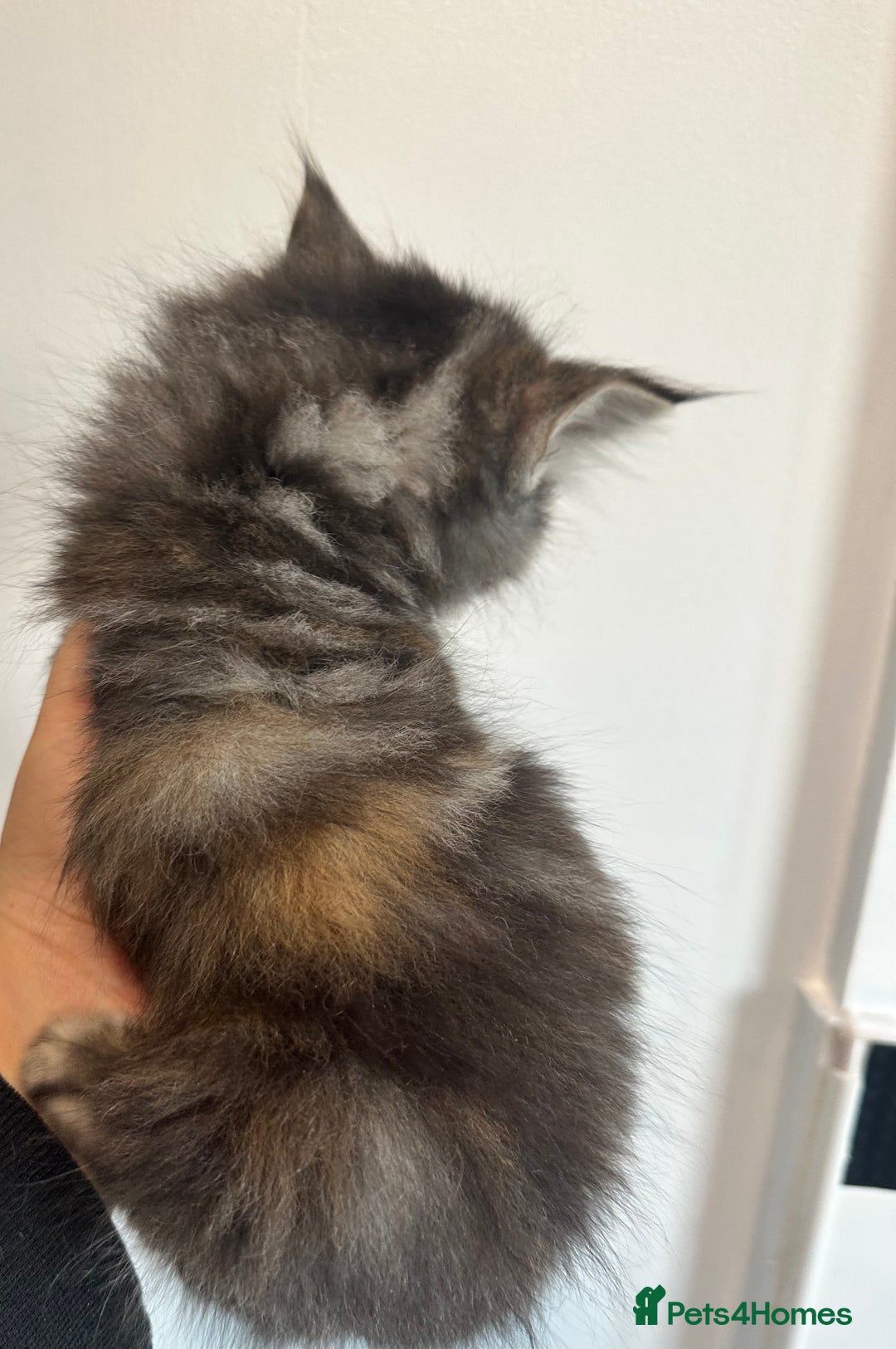 Maine Coon cats for sale: We have 4  sweet English Maine coon kittens❣️ - Advert 14