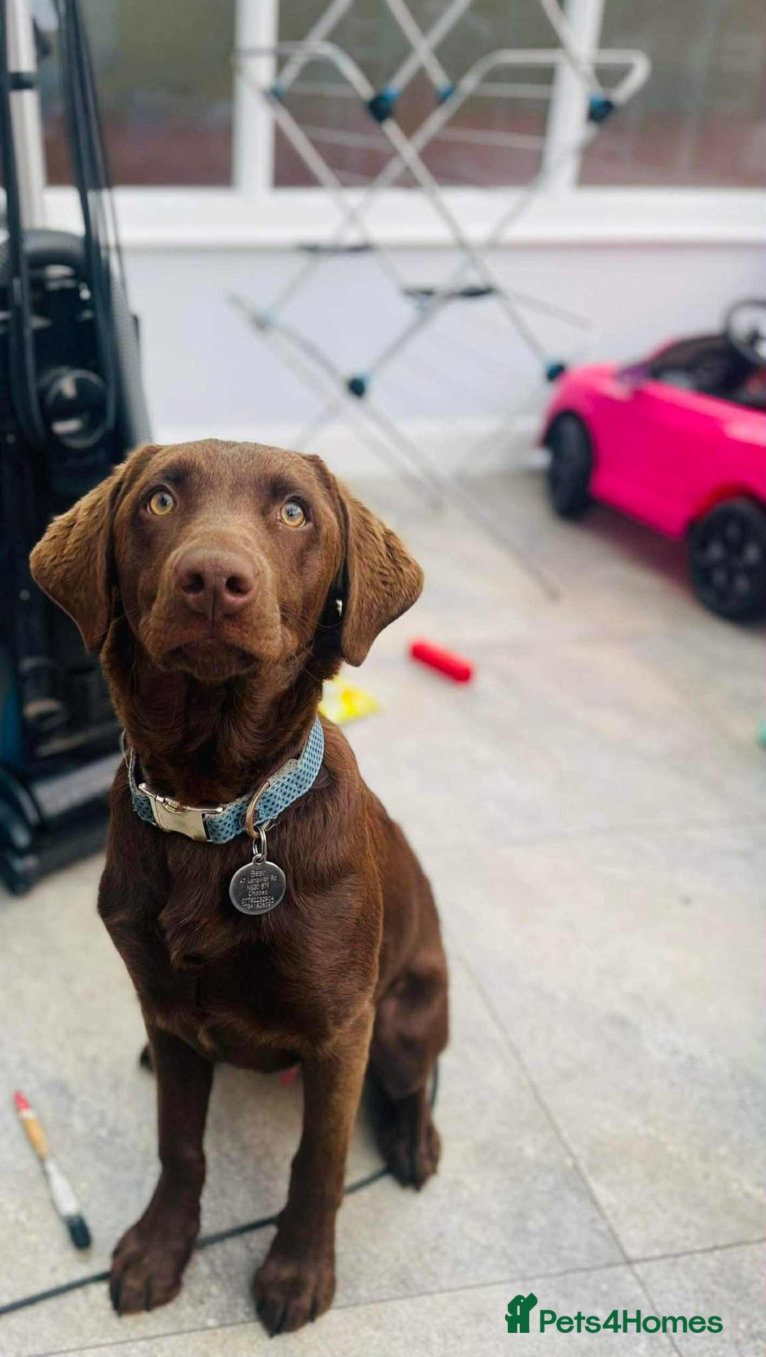 Labrador Retriever dogs for sale: 4year old Chocolate Labrador for sale  - Advert 2