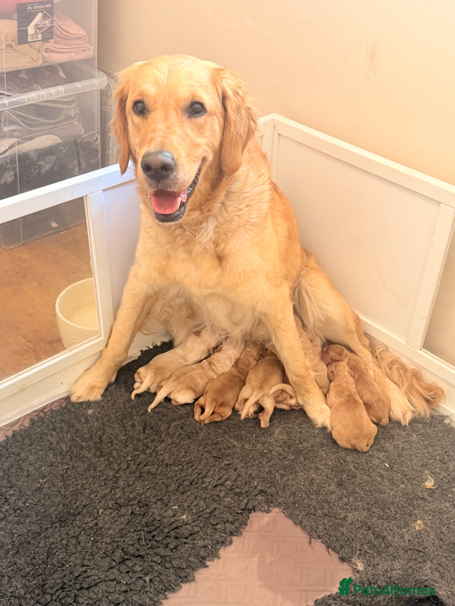 Golden Retriever dogs for sale: Beautiful Golden Retriever Puppys - Advert 20