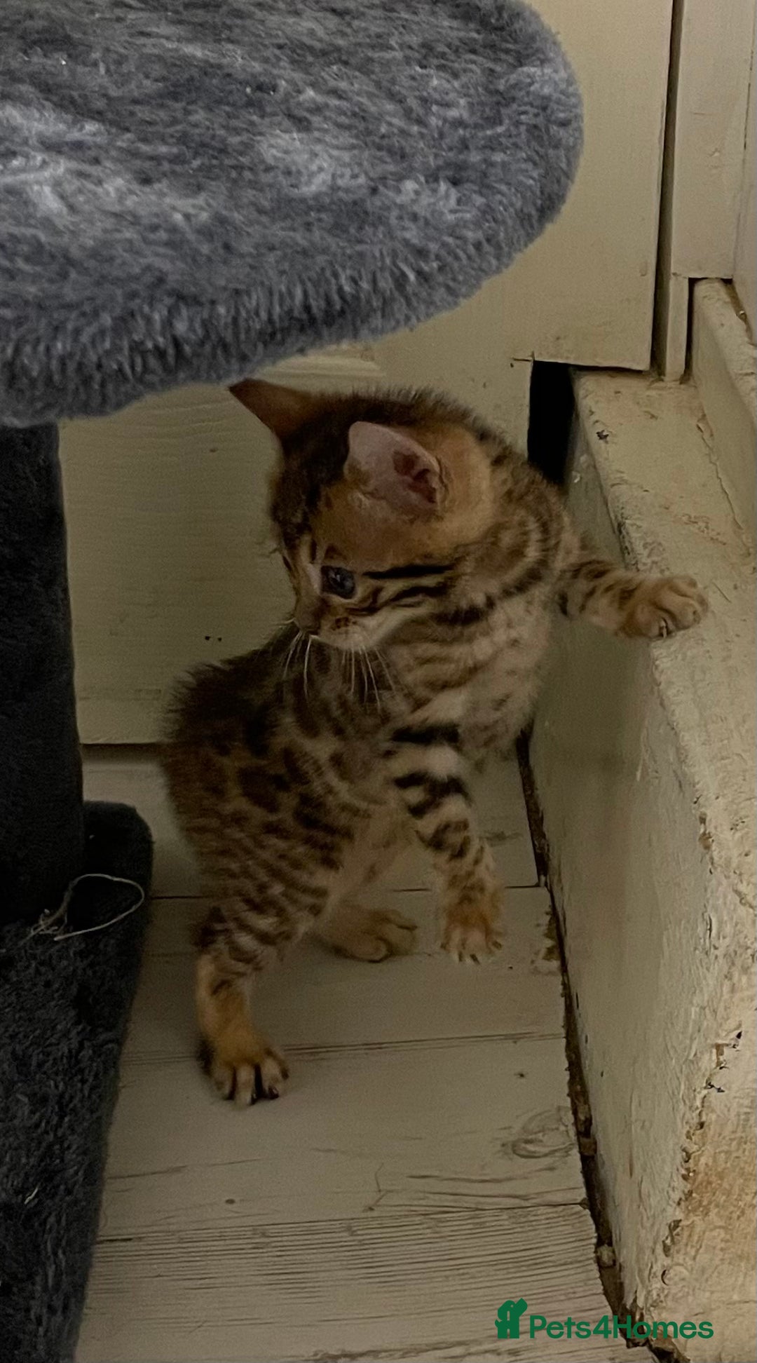 Bengal cats for sale: Bengal kittens - Advert 7