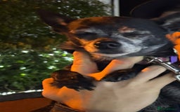 Chihuahua dogs for sale: FREE - Loving Chihuahua looking for home - Image 5