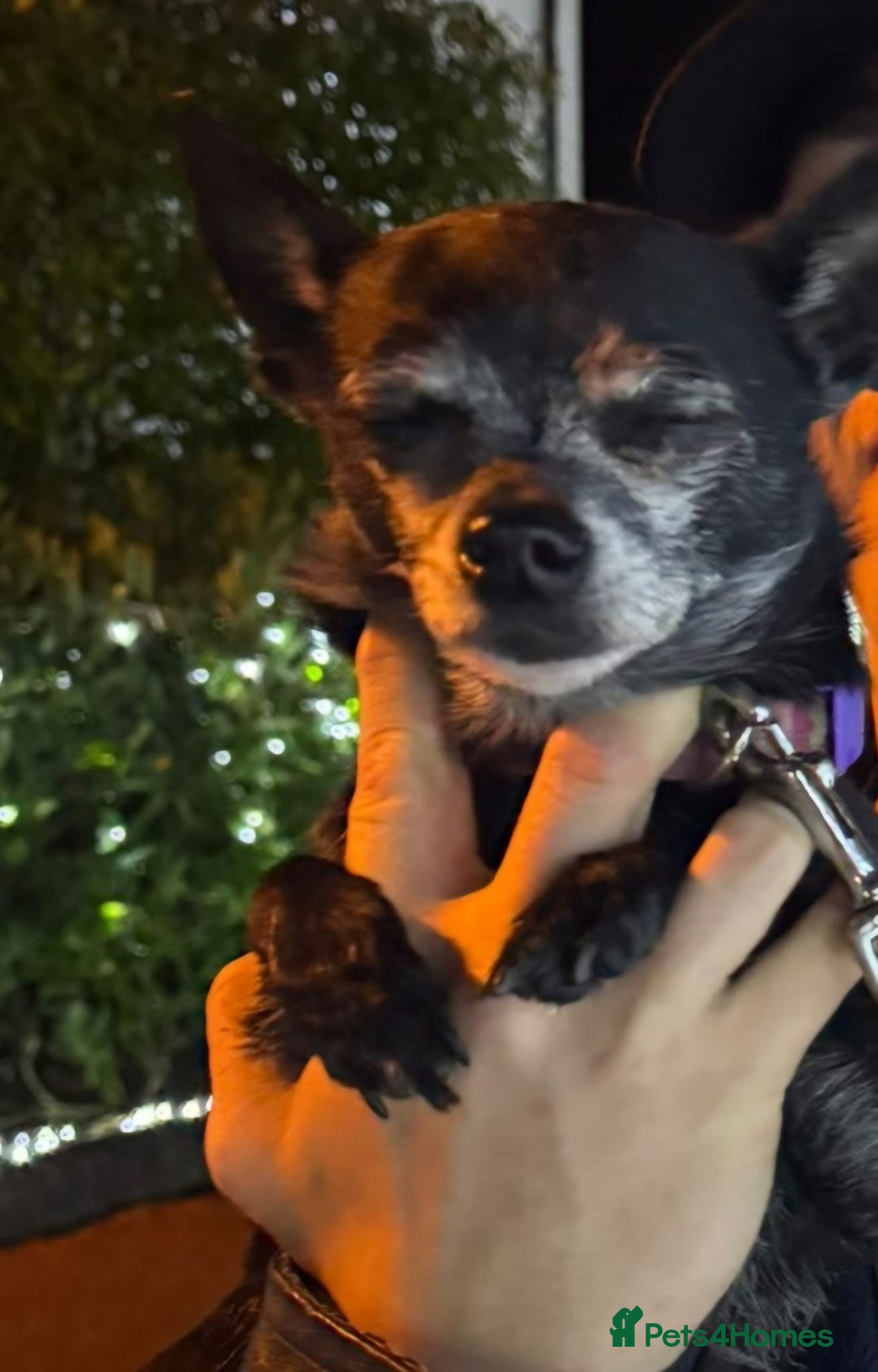Chihuahua dogs for sale: FREE - Loving Chihuahua looking for home - Image 5