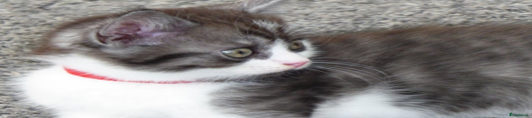 Mixed Breed Kitten 3