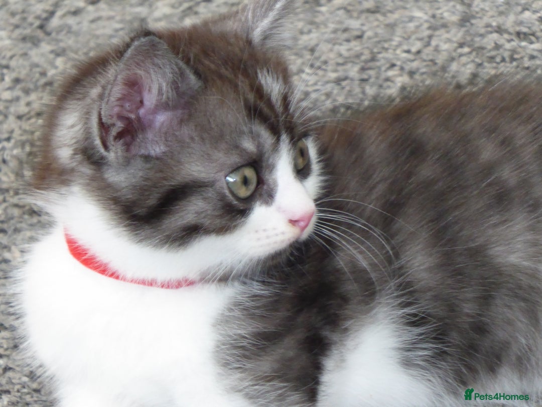 Mixed Breed cats for sale: British shorthaired mixed breed kittens - Image 9