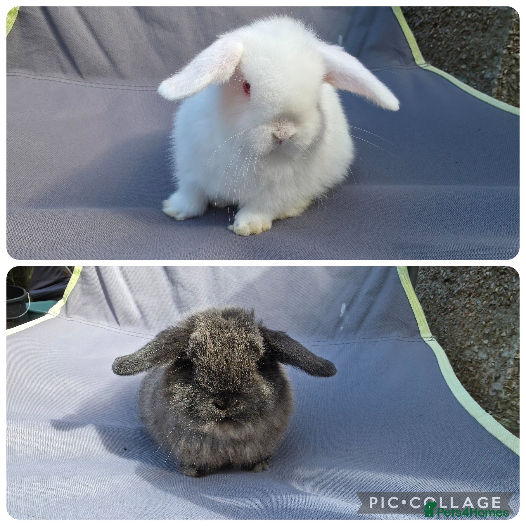 Mini Lop rabbits Lovely friendly Mini lops - Advert 2