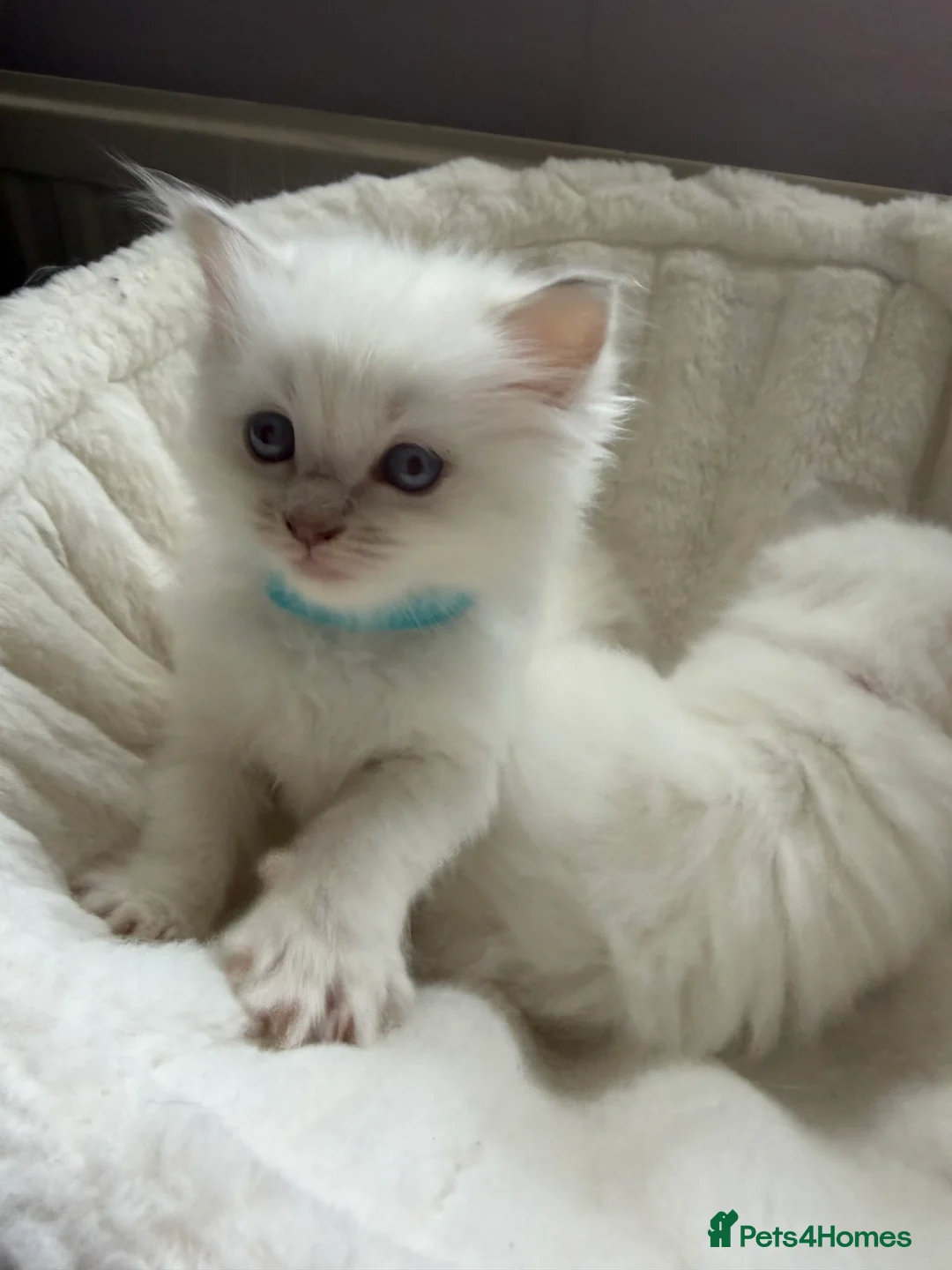 Ragdoll cats for sale: 2 Female Ragdoll Kittens available  - Advert 13