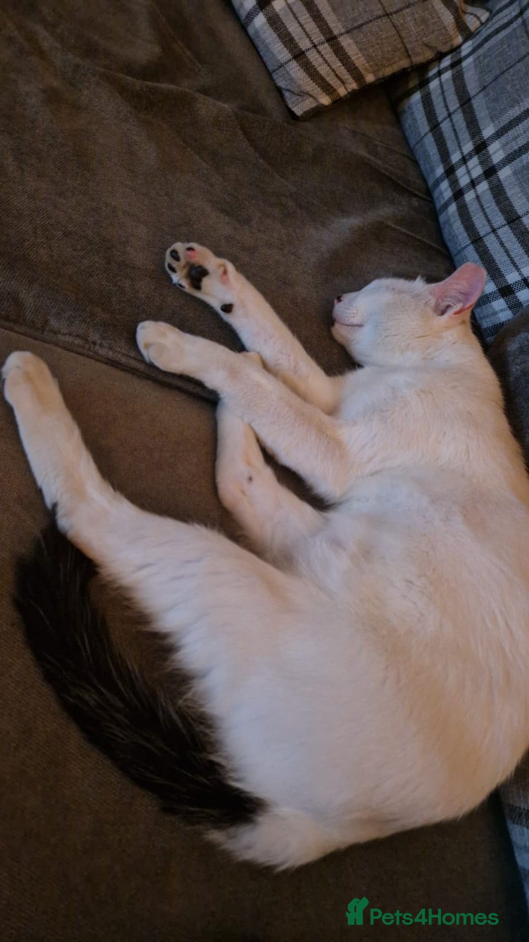 Mixed Breed cats for adoption: Confident Cuddlebug Who Loves dogs and to Chat! - Image 5