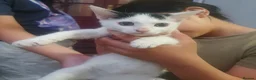Mixed Breed cats for sale: Mixed breed kittens - Advert 7