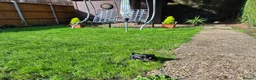 Mixed Breed dogs for sale: Chihuahua  - Advert 7