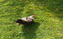 Chickens poultry for sale: Beautiful and Docile Orpington Rooster for Sale - Image 7