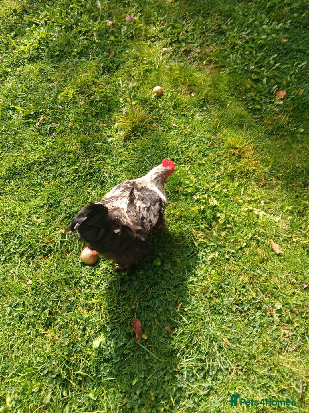 Chickens poultry for sale: Beautiful and Docile Orpington Rooster for Sale - Image 7