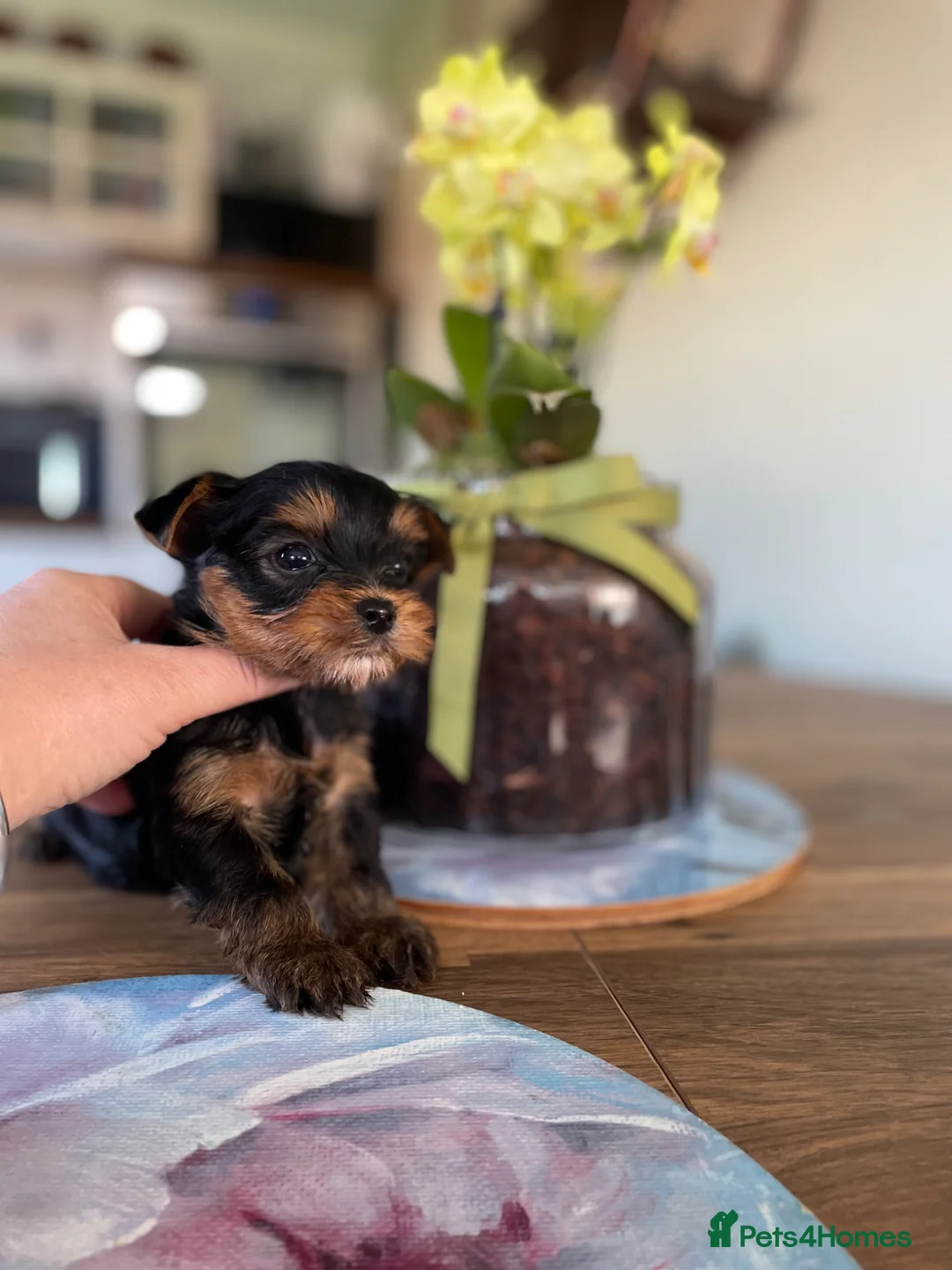 Yorkshire Terrier dogs for sale: (8 weeks old)Last girl still available ❤️ - Advert 2